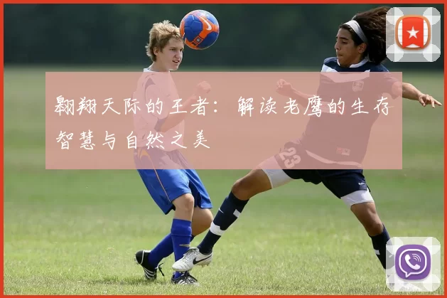 翱翔天际的王者：解读老鹰的生存智慧与自然之美