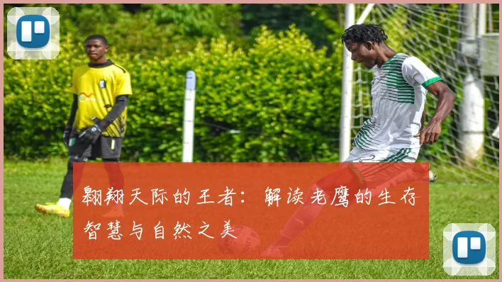翱翔天际的王者：解读老鹰的生存智慧与自然之美